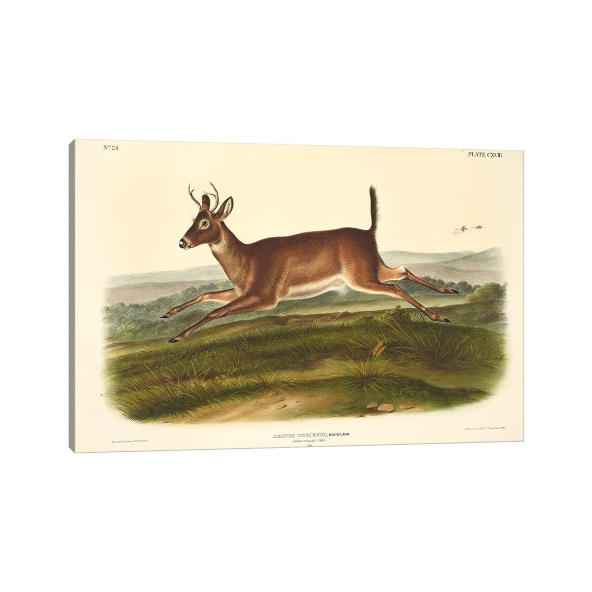 iCanvas "Audubons Mammals Vol III Long-Tailed Deer" by Natural History Museum (UK) Canvas Print