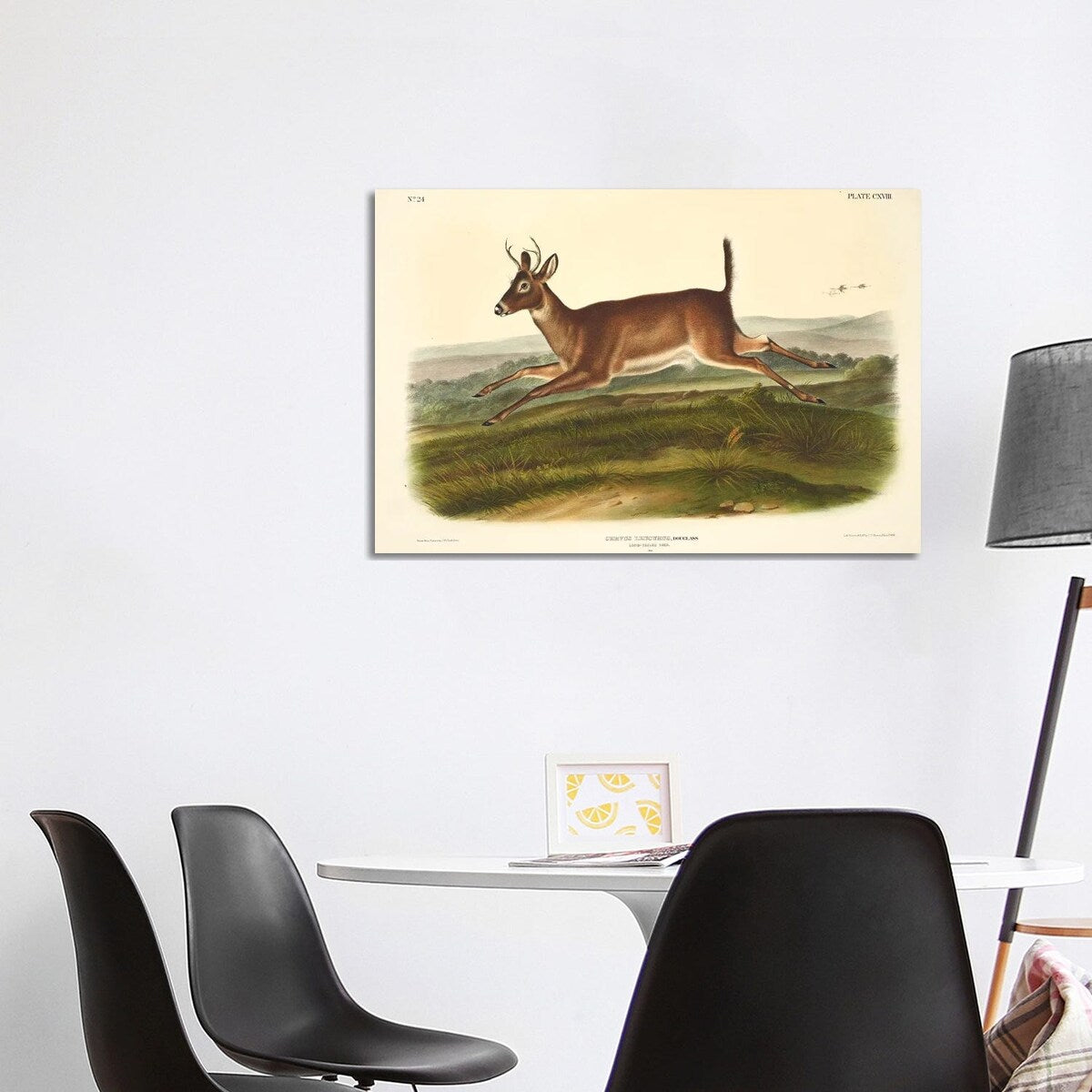 iCanvas "Audubons Mammals Vol III Long-Tailed Deer" by Natural History Museum (UK) Canvas Print