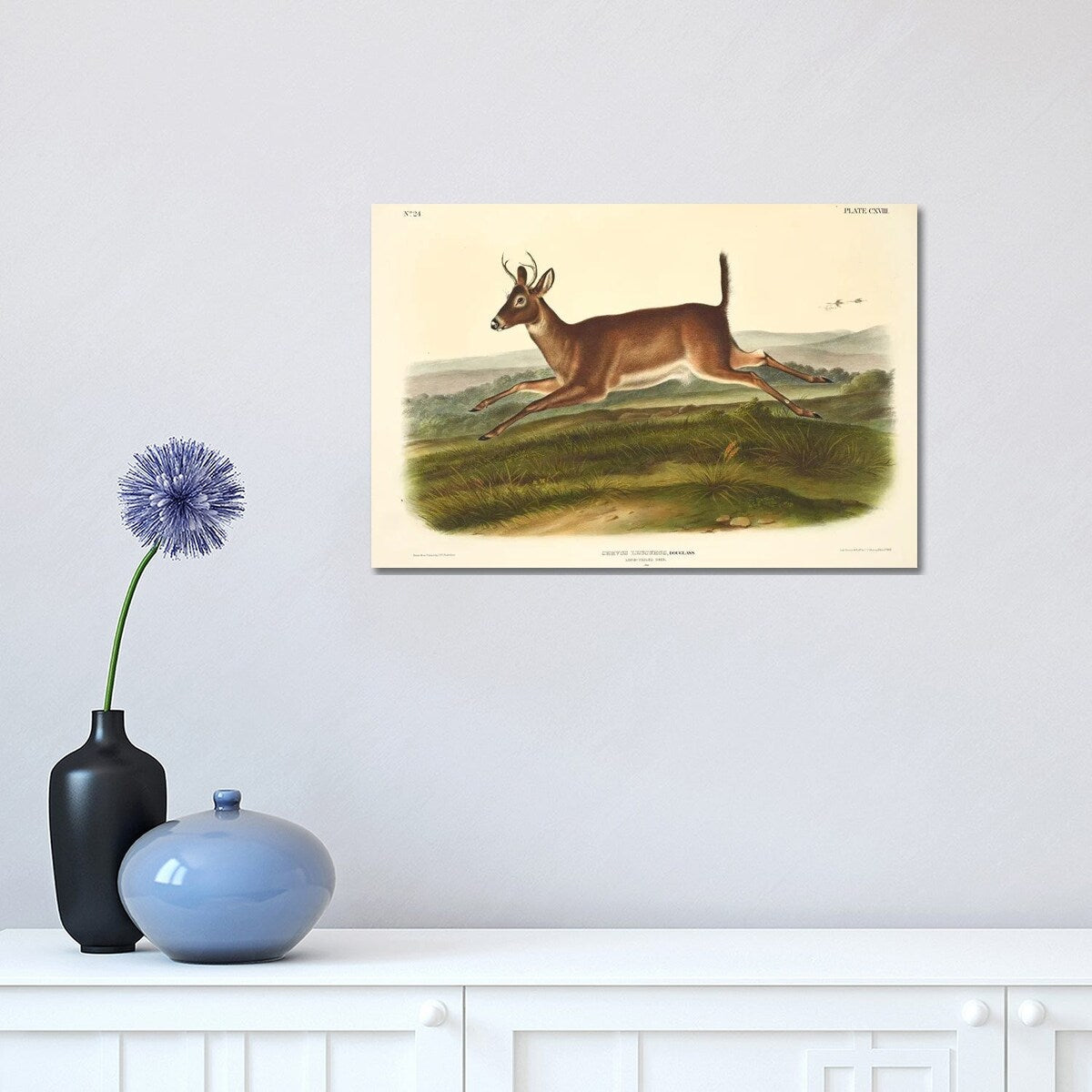 iCanvas "Audubons Mammals Vol III Long-Tailed Deer" by Natural History Museum (UK) Canvas Print