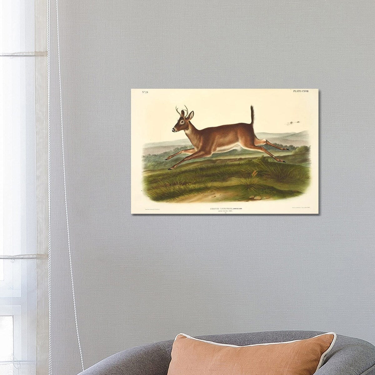 iCanvas "Audubons Mammals Vol III Long-Tailed Deer" by Natural History Museum (UK) Canvas Print