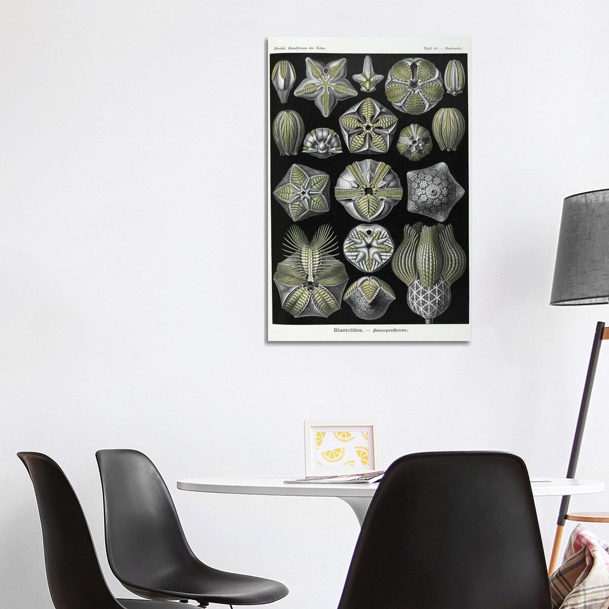 iCanvas "Blastoidea; Various Species Of A Type Of Extinct Stemmed Echinoderm" by Natural History Museum (UK) Canvas Print
