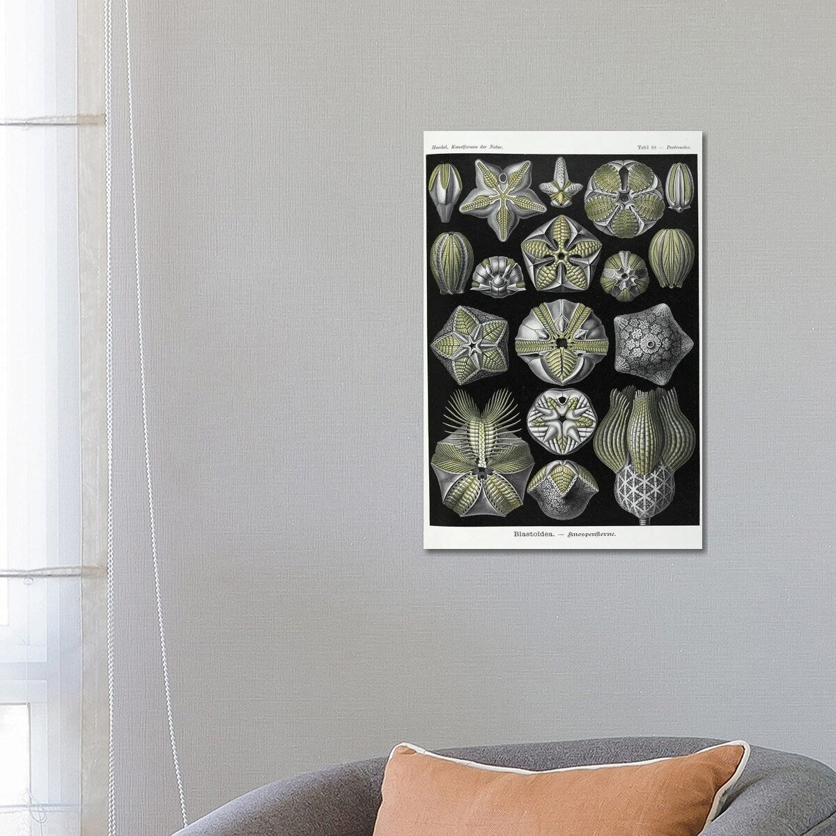 iCanvas "Blastoidea; Various Species Of A Type Of Extinct Stemmed Echinoderm" by Natural History Museum (UK) Canvas Print
