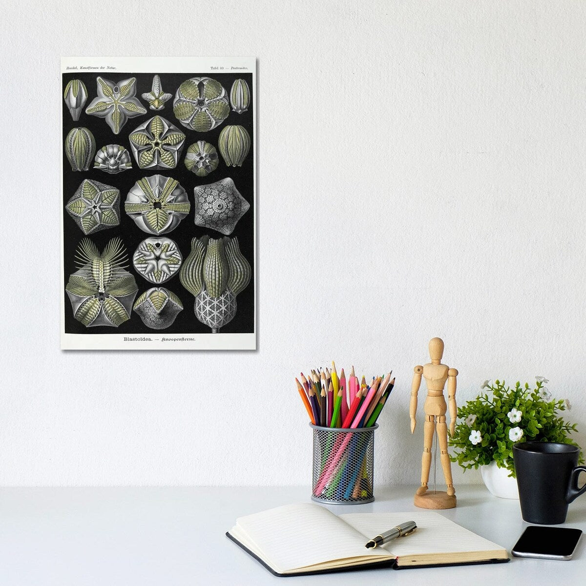 iCanvas "Blastoidea; Various Species Of A Type Of Extinct Stemmed Echinoderm" by Natural History Museum (UK) Canvas Print