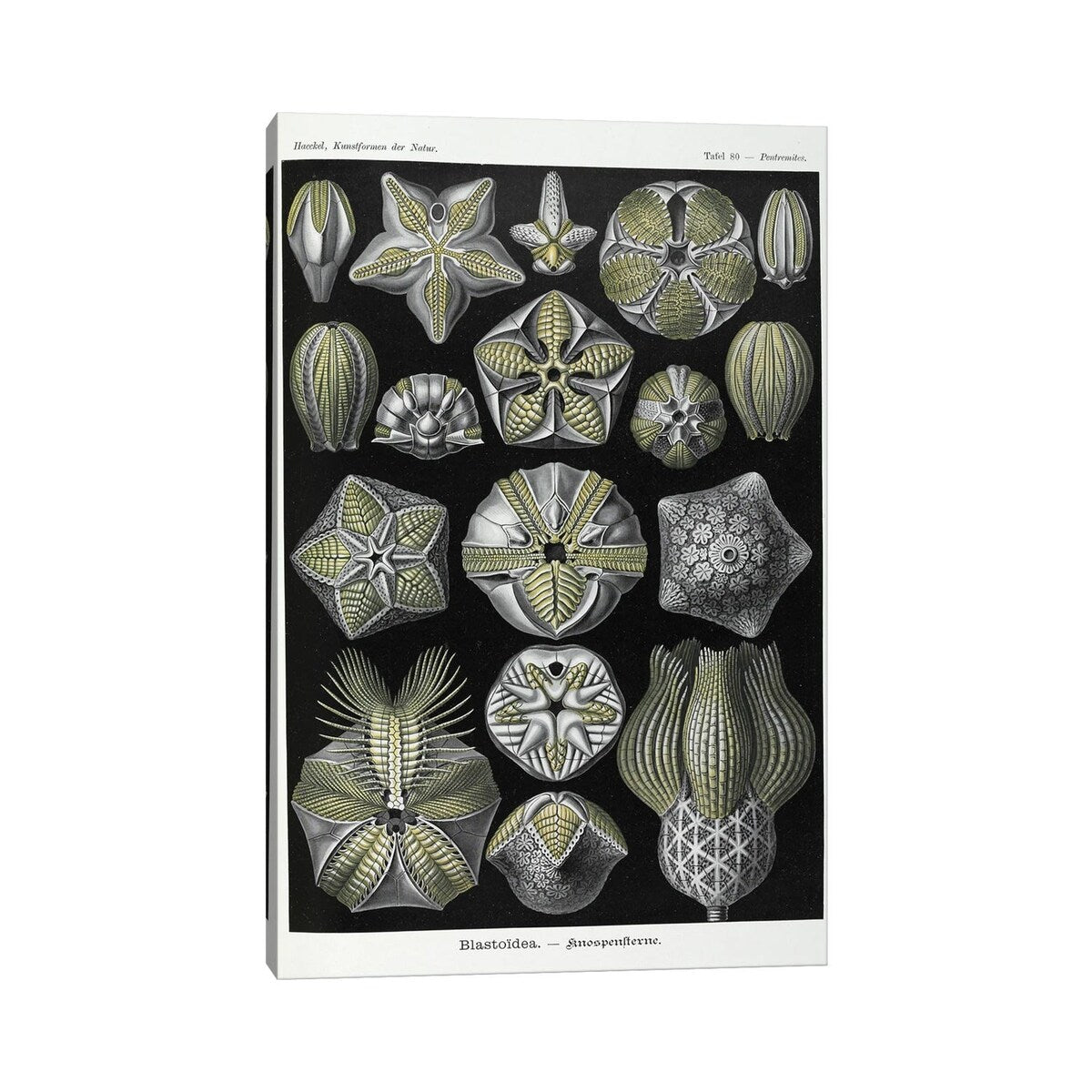 iCanvas "Blastoidea; Various Species Of A Type Of Extinct Stemmed Echinoderm" by Natural History Museum (UK) Canvas Print