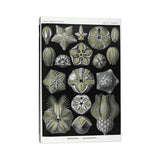 iCanvas "Blastoidea; Various Species Of A Type Of Extinct Stemmed Echinoderm" by Natural History Museum (UK) Canvas Print