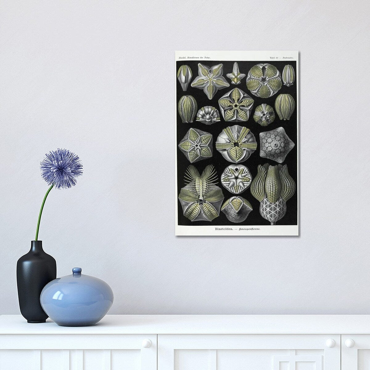 iCanvas "Blastoidea; Various Species Of A Type Of Extinct Stemmed Echinoderm" by Natural History Museum (UK) Canvas Print