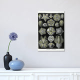 iCanvas "Blastoidea; Various Species Of A Type Of Extinct Stemmed Echinoderm" by Natural History Museum (UK) Canvas Print