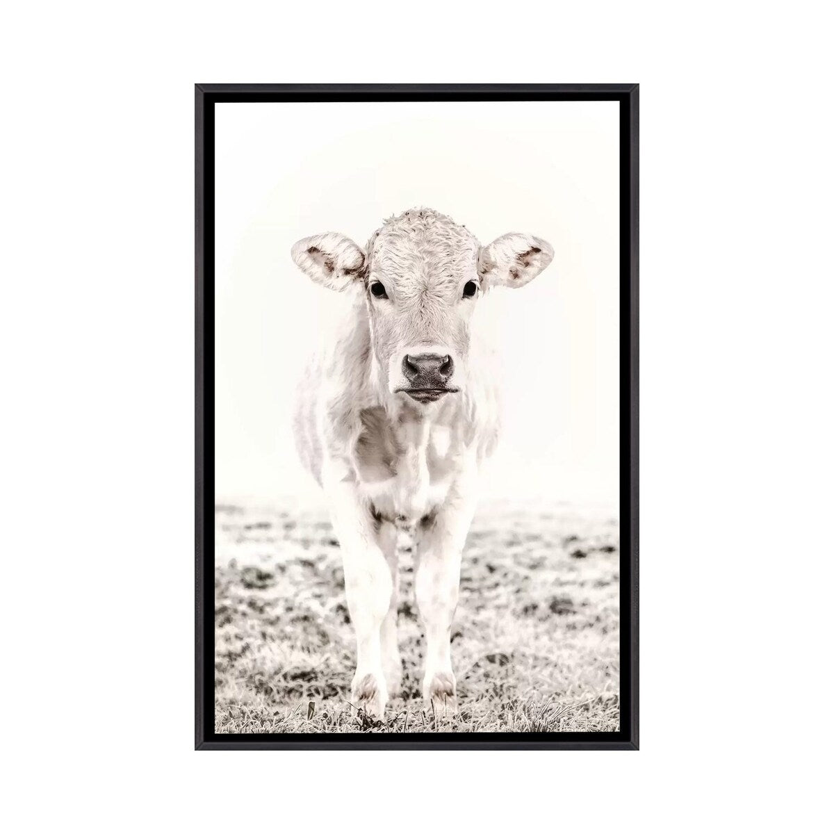 iCanvas "Blonde Cattle Maverick White" by Monika Strigel Framed