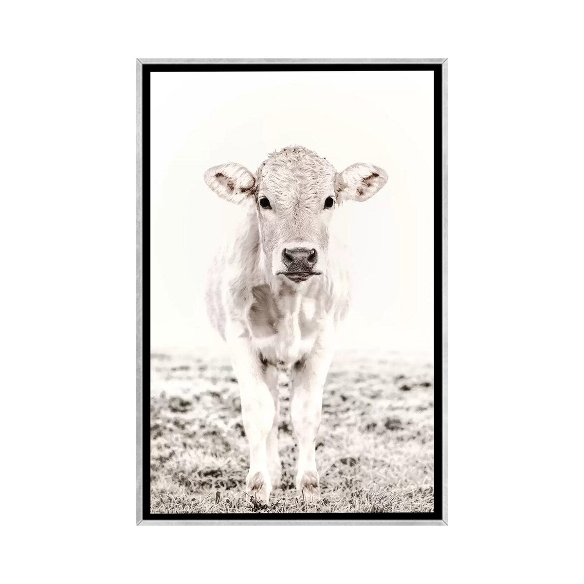 iCanvas "Blonde Cattle Maverick White" by Monika Strigel Framed