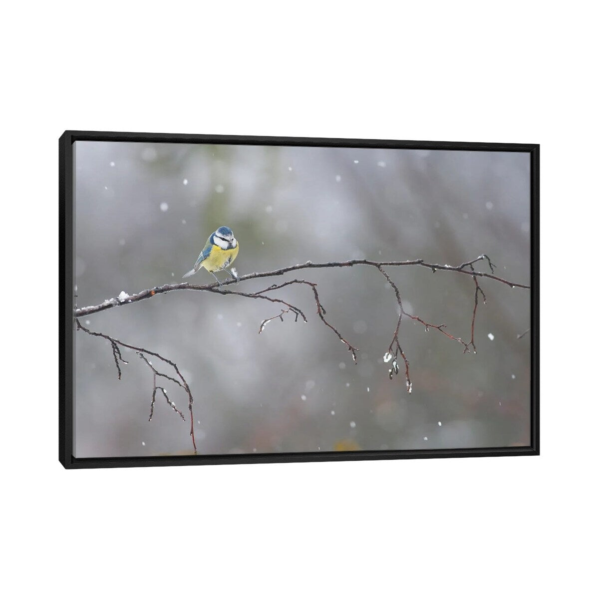 iCanvas "Blue Tit In Winter" by Mateusz Piesiak Framed
