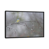 iCanvas "Blue Tit In Winter" by Mateusz Piesiak Framed