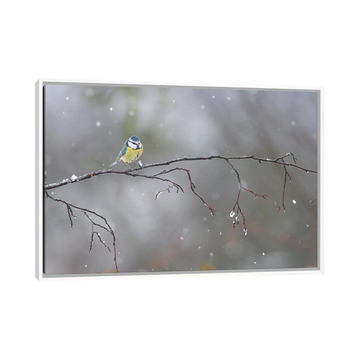 iCanvas "Blue Tit In Winter" by Mateusz Piesiak Framed