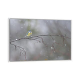 iCanvas "Blue Tit In Winter" by Mateusz Piesiak Framed