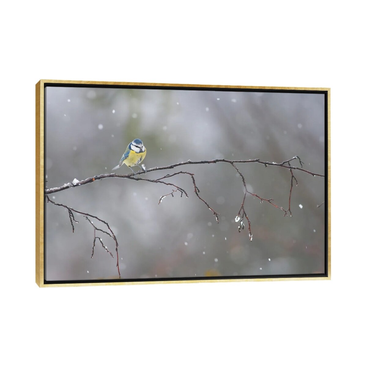 iCanvas "Blue Tit In Winter" by Mateusz Piesiak Framed