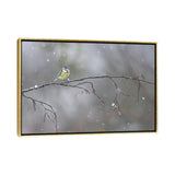 iCanvas "Blue Tit In Winter" by Mateusz Piesiak Framed