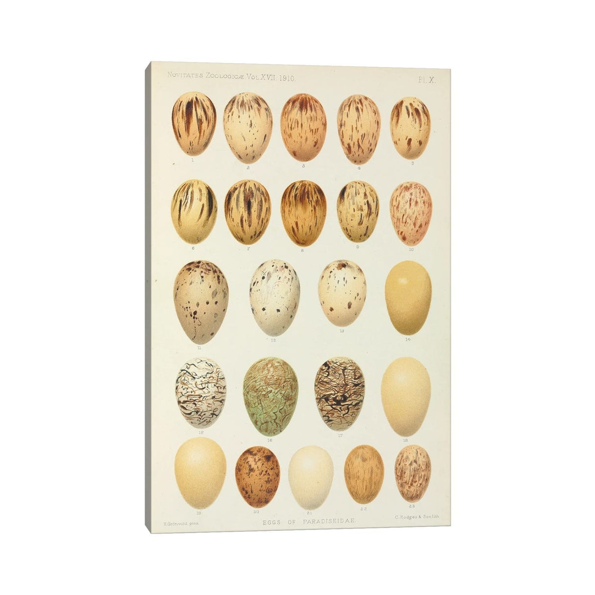 iCanvas "Eggs Of Paradiseidae, Plate X, Vol. XVII, W. Rothschild's Novitates Zoologicae (Gronvold)" by NHM (UK) Canvas Print