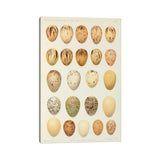 iCanvas "Eggs Of Paradiseidae, Plate X, Vol. XVII, W. Rothschild's Novitates Zoologicae (Gronvold)" by NHM (UK) Canvas Print