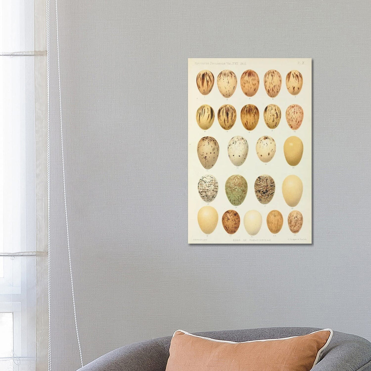 iCanvas "Eggs Of Paradiseidae, Plate X, Vol. XVII, W. Rothschild's Novitates Zoologicae (Gronvold)" by NHM (UK) Canvas Print