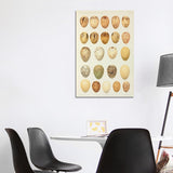 iCanvas "Eggs Of Paradiseidae, Plate X, Vol. XVII, W. Rothschild's Novitates Zoologicae (Gronvold)" by NHM (UK) Canvas Print