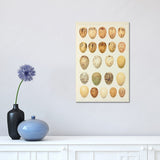 iCanvas "Eggs Of Paradiseidae, Plate X, Vol. XVII, W. Rothschild's Novitates Zoologicae (Gronvold)" by NHM (UK) Canvas Print