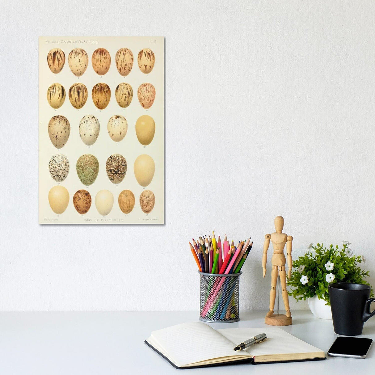 iCanvas "Eggs Of Paradiseidae, Plate X, Vol. XVII, W. Rothschild's Novitates Zoologicae (Gronvold)" by NHM (UK) Canvas Print