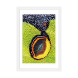 iCanvas "Eyespot" by Jimmy Hoffman