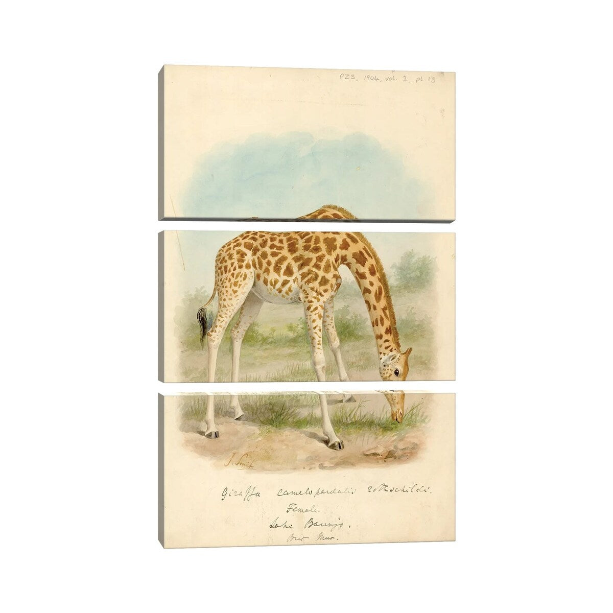 iCanvas "Giraffe I" by Natural History Museum (UK) 3-Piece Canvas Wall Art Set
