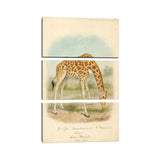 iCanvas "Giraffe I" by Natural History Museum (UK) 3-Piece Canvas Wall Art Set