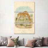 iCanvas "Giraffe I" by Natural History Museum (UK) 3-Piece Canvas Wall Art Set