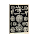 iCanvas "Hexacoralla" by Print Collection Canvas Print