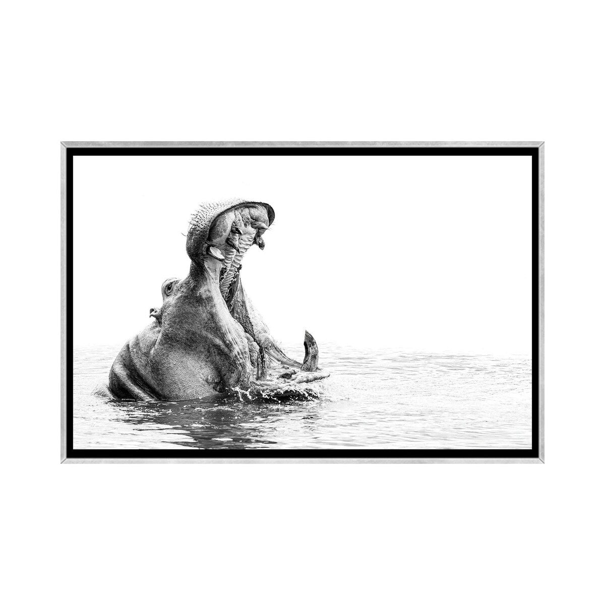 iCanvas "Hippo Yawn B/W" by Kyle Lewin Framed