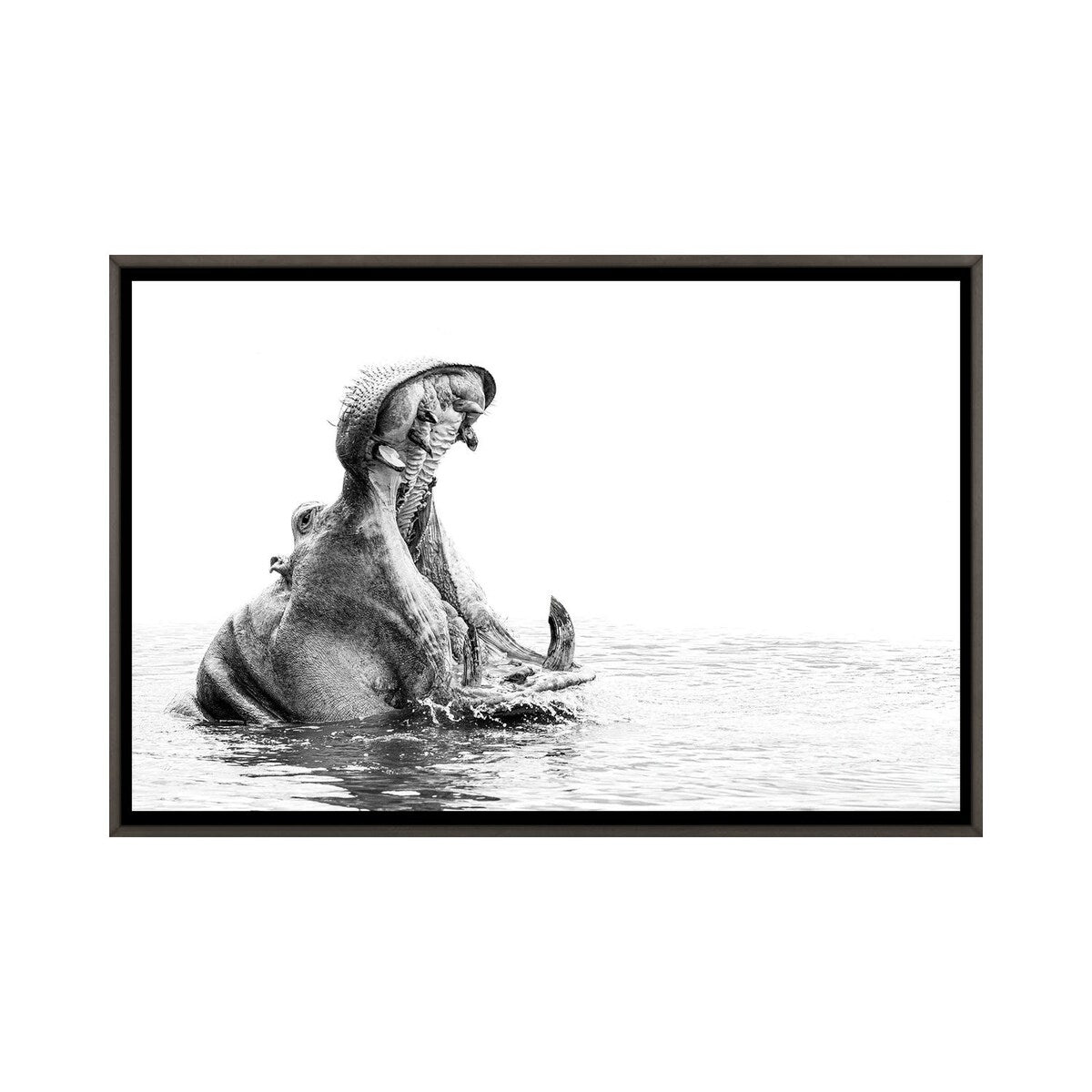 iCanvas "Hippo Yawn B/W" by Kyle Lewin Framed