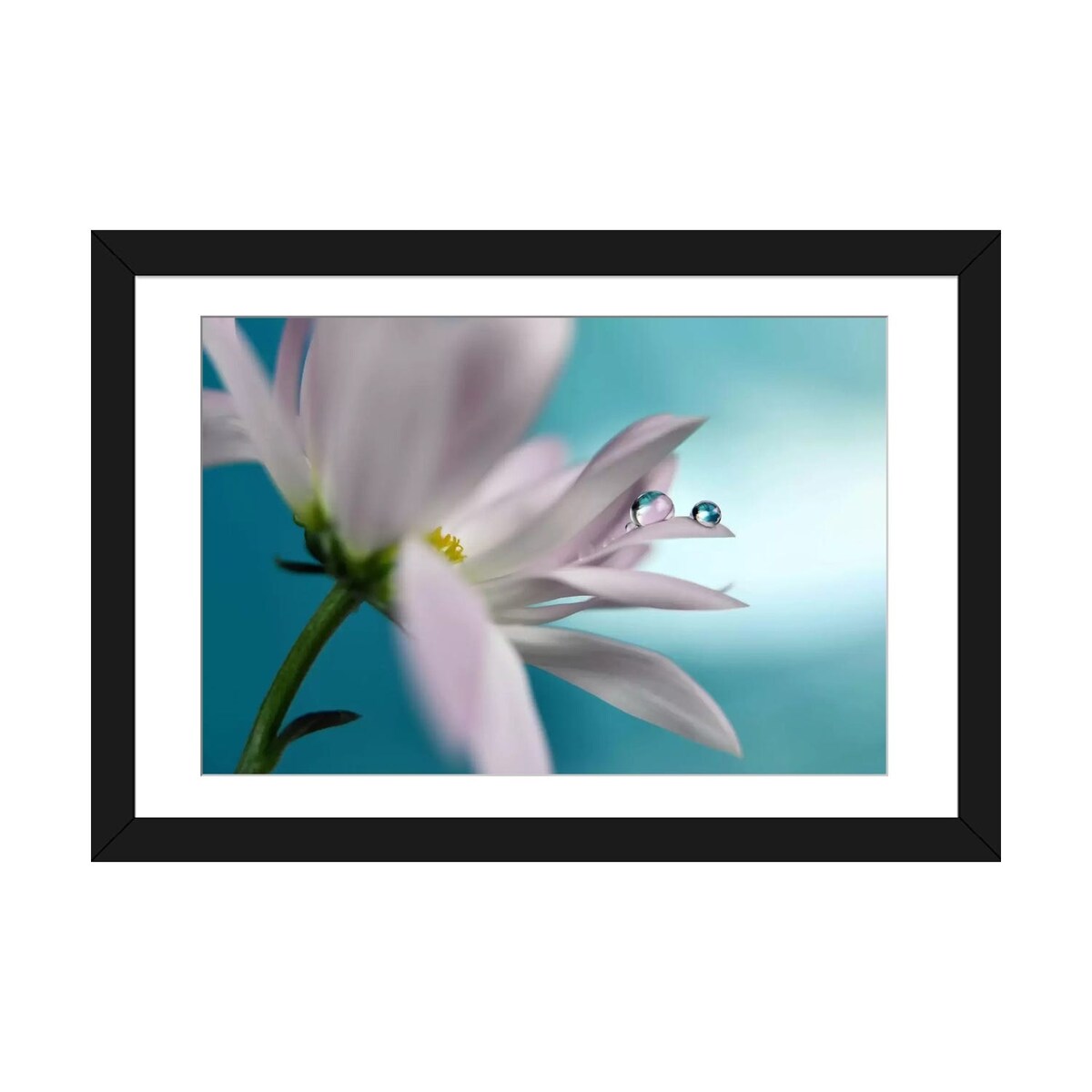 iCanvas "In Turquoise Company" by Heidi Westum