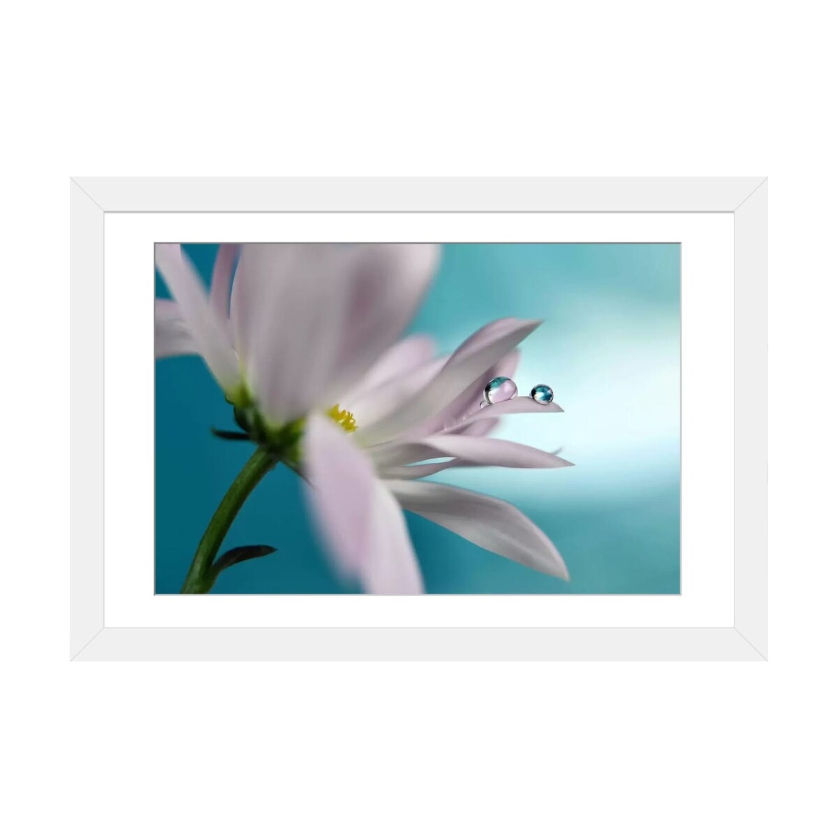 iCanvas "In Turquoise Company" by Heidi Westum