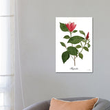 iCanvas "Magnolia" by Sophie 6 Canvas Print