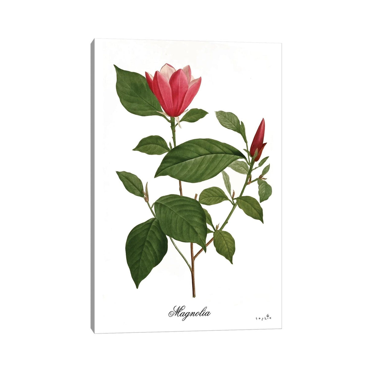 iCanvas "Magnolia" by Sophie 6 Canvas Print