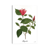iCanvas "Magnolia" by Sophie 6 Canvas Print