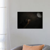 iCanvas "Moon Gazer" by Kelley Parker Canvas Print