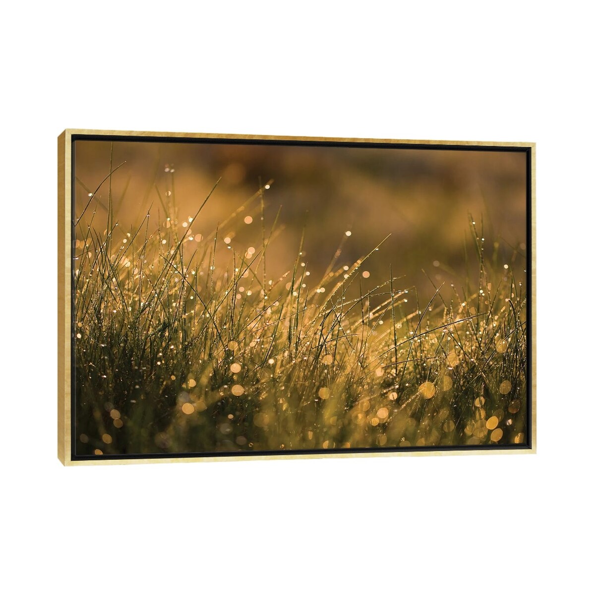 iCanvas "Morning Dew I" by Mateusz Piesiak Framed