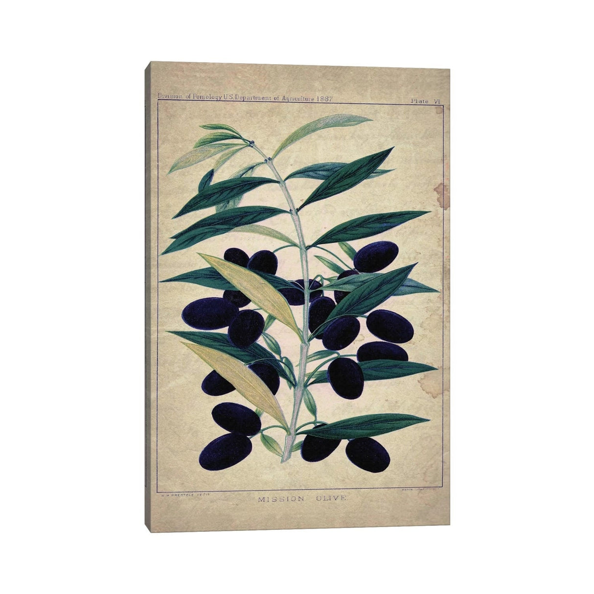 iCanvas "Olives" by Natasha Wescoat Canvas Print