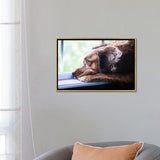 iCanvas "Patience" by Julian Wheat Framed
