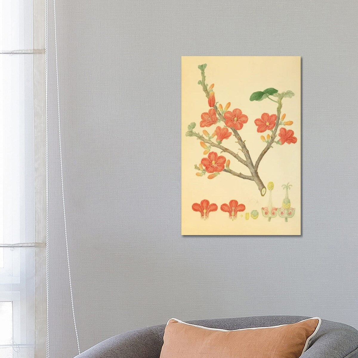 iCanvas "Red-Flowered Kurrajong" by Natural History Museum (UK) Canvas Print