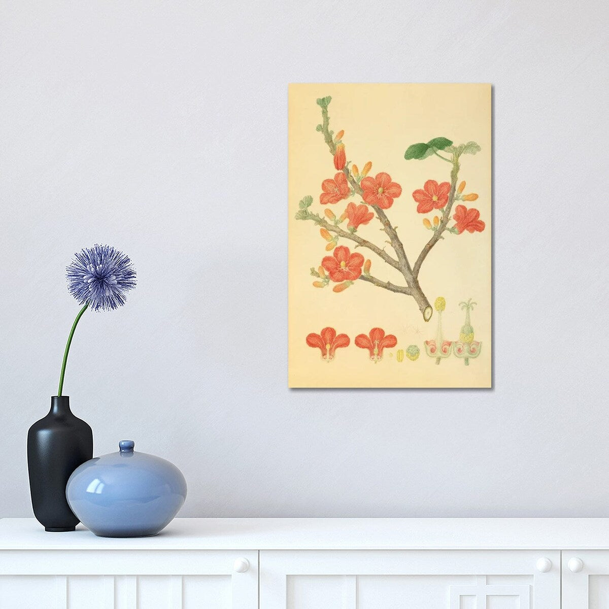 iCanvas "Red-Flowered Kurrajong" by Natural History Museum (UK) Canvas Print