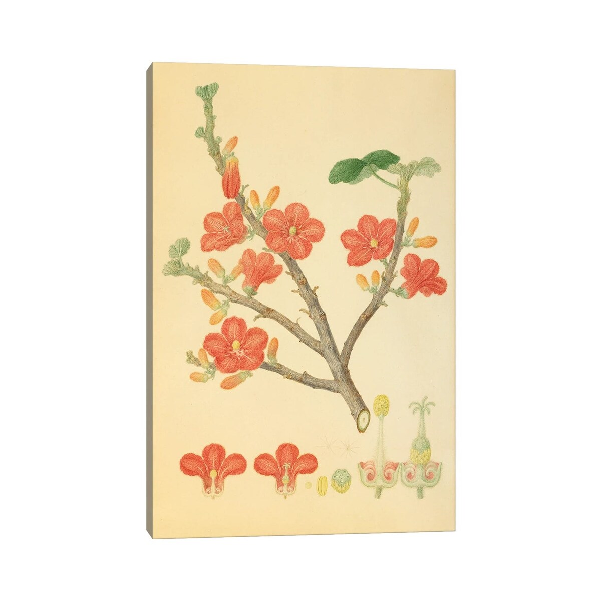 iCanvas "Red-Flowered Kurrajong" by Natural History Museum (UK) Canvas Print