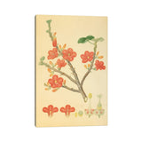 iCanvas "Red-Flowered Kurrajong" by Natural History Museum (UK) Canvas Print