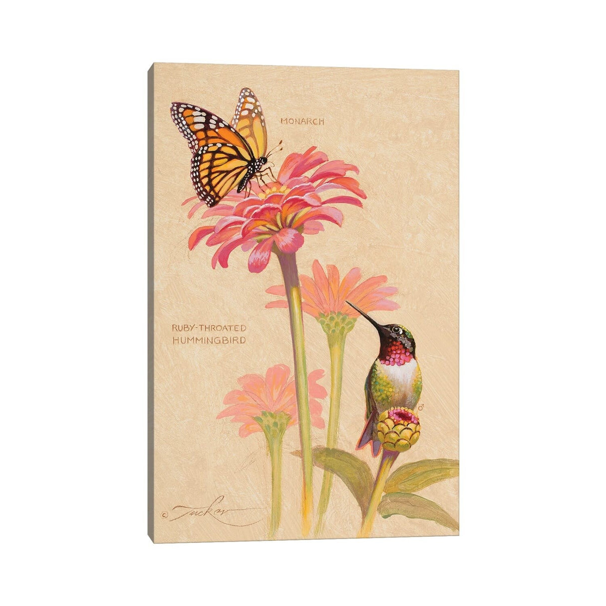 iCanvas "Ruby-Throated Hummingbird & Monarch" by Ezra Tucker Canvas Print