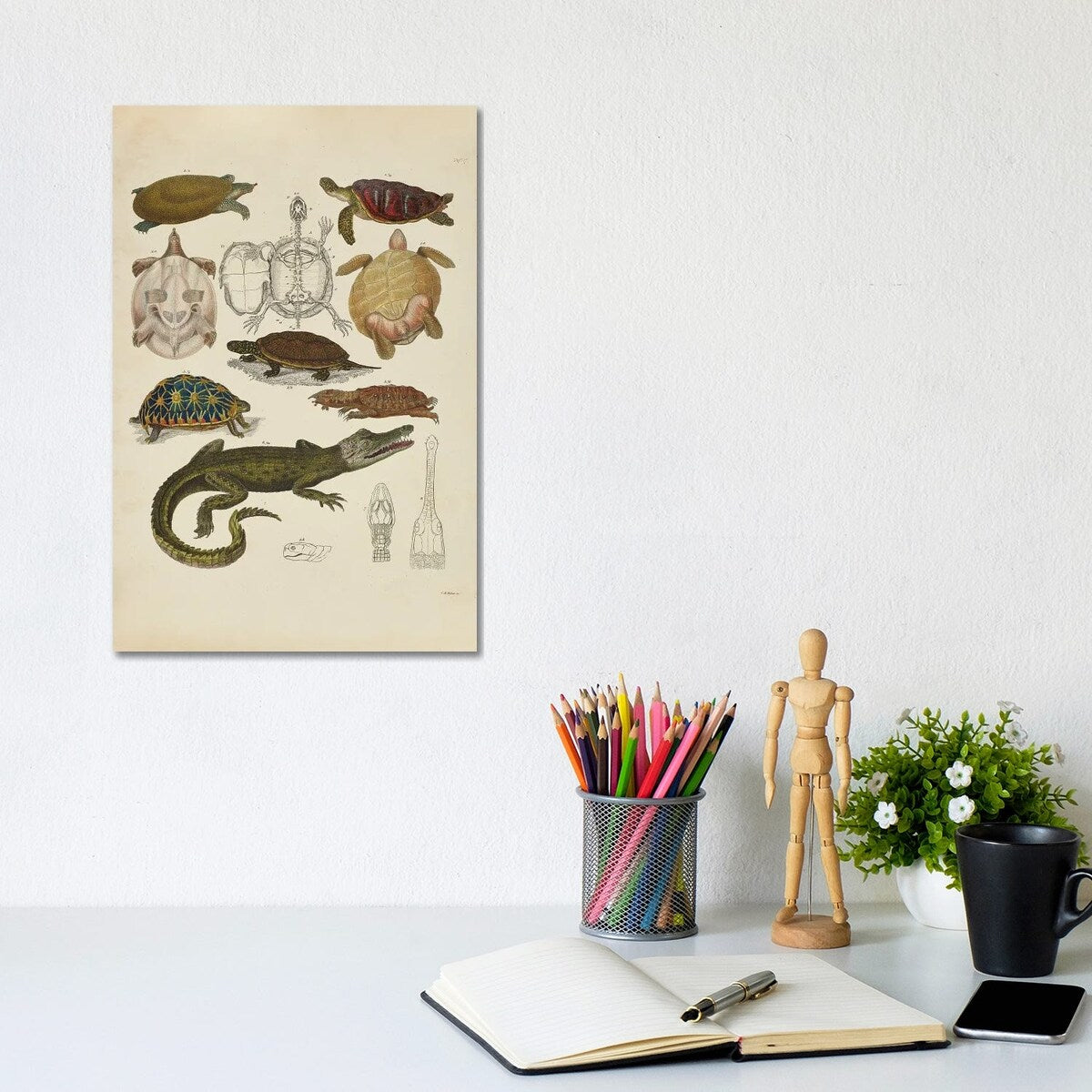 iCanvas "Schildkroten, Krokodile - Turtles, Crocodiles" by Natural History Museum (UK) Canvas Print