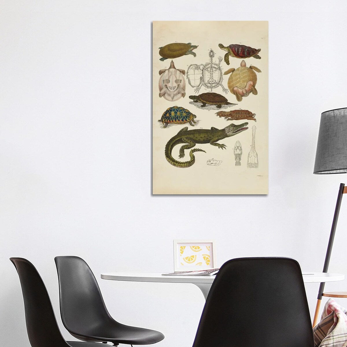 iCanvas "Schildkroten, Krokodile - Turtles, Crocodiles" by Natural History Museum (UK) Canvas Print