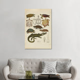 iCanvas "Schildkroten, Krokodile - Turtles, Crocodiles" by Natural History Museum (UK) Canvas Print
