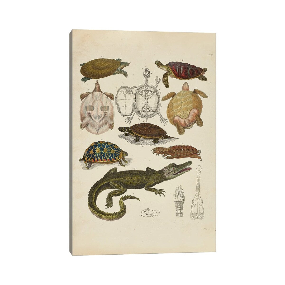 iCanvas "Schildkroten, Krokodile - Turtles, Crocodiles" by Natural History Museum (UK) Canvas Print